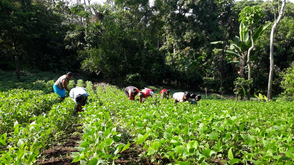 Bean harvest